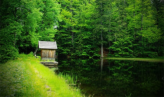 Grüne Waldlandschaft und See im Bayerwald