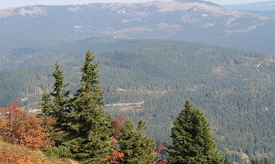 Die Hügel vom Bayerischen Wald nahe der Gemeinde