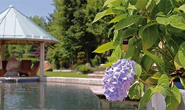 Pflanzen im Garten neben dem Natursee