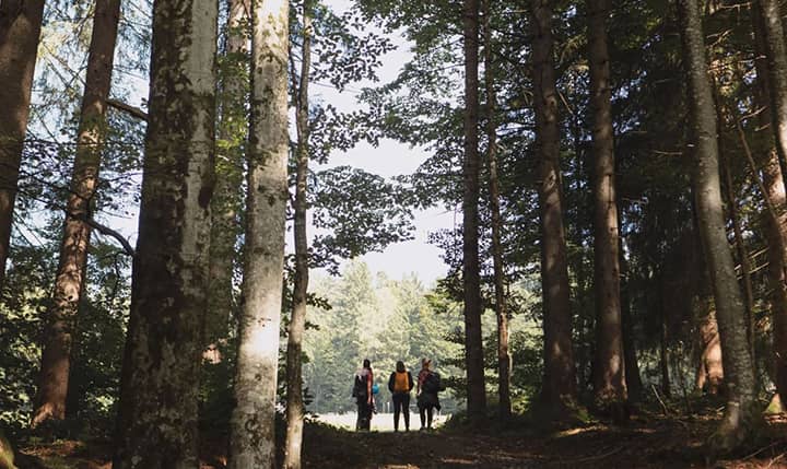 Angebot Waldwoche in Hauberswald