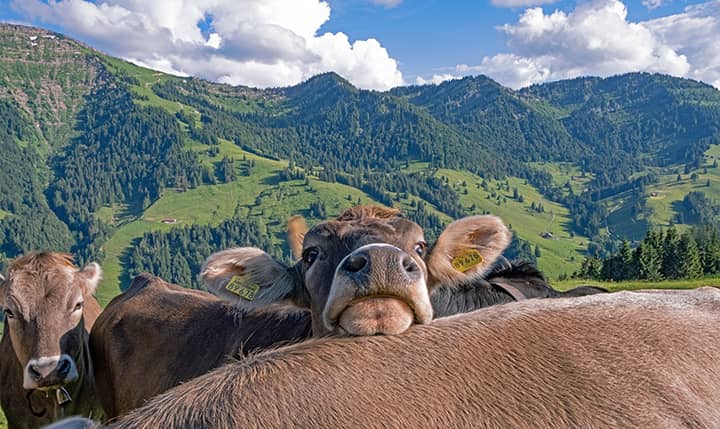 Freizeittipp  Erlebniswelt Allgäu