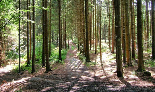Bäume des Bayerwaldes in der Gemeinde
