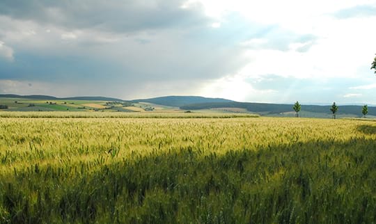 Weite Felder vor bevölktem Himmel